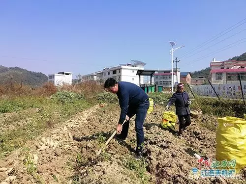 扎根贫困村 情洒红薯地——记安远县浮槎乡河石村第一书记陈星洪(图2)